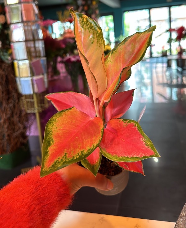 Rode Aglaonema Hawkeye plant