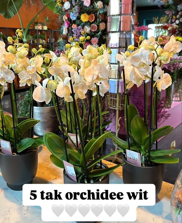 Witte Orchidee met 5 takken