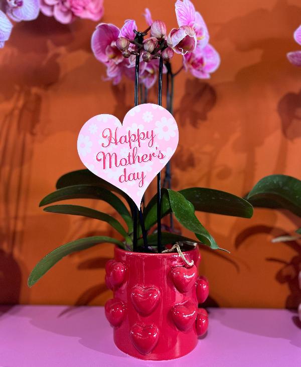 1. Moederdag Orchidee in exclusieve hartjespot