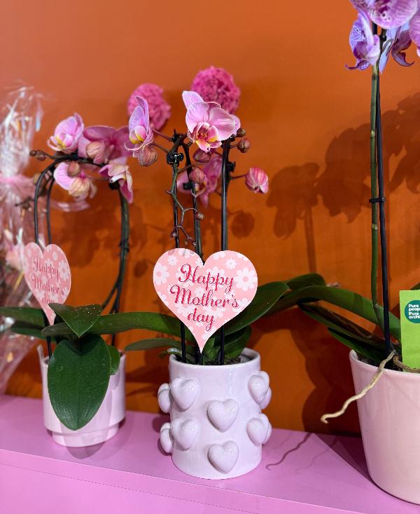 1. Moederdag Orchidee in exclusieve hartjespot