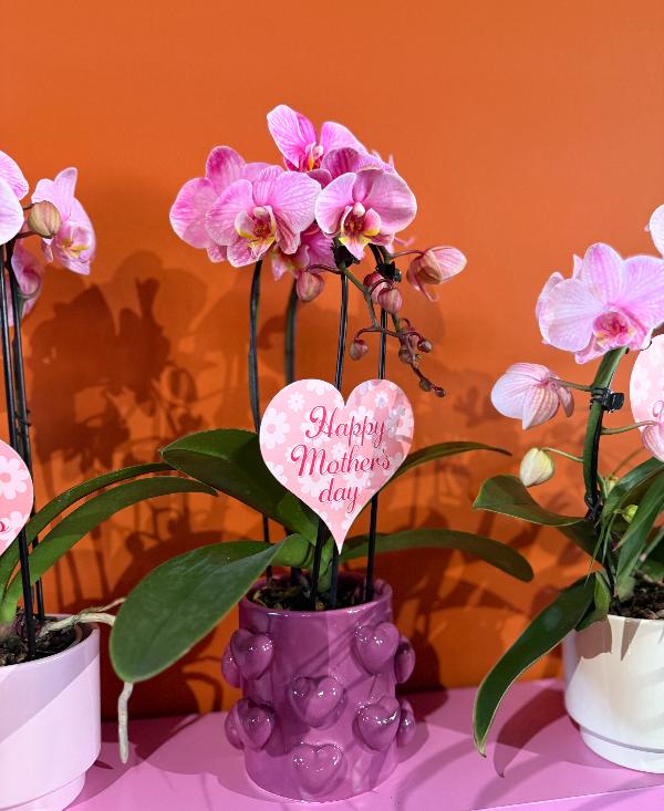 1. Moederdag Orchidee in exclusieve hartjespot